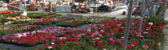 Θεσσαλονίκη: 32η Ανθοέκθεση Καλαμαριάς